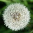 avatar dandilion head