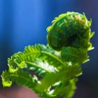 Avatar Fern 142x142px-avatar-fern.jpg
