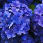 Avatar hyrdrangea 142x142px-avatar-hydrangea.jpg