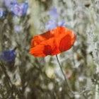 142x142px-avatar-poppy.jpg
